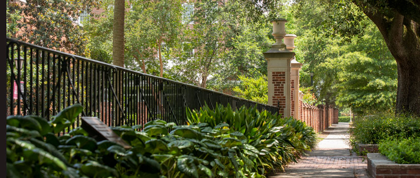 Dark green foliage is in the foreground surrounding brick columns marking the beginning of the UofSC Horseshoe