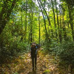 Students hiking on a lit trail through the trees.