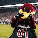 university of south carolina cocky mascot at a game