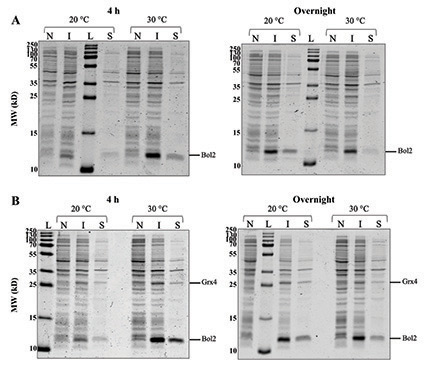 Expression graphs Expression graphs