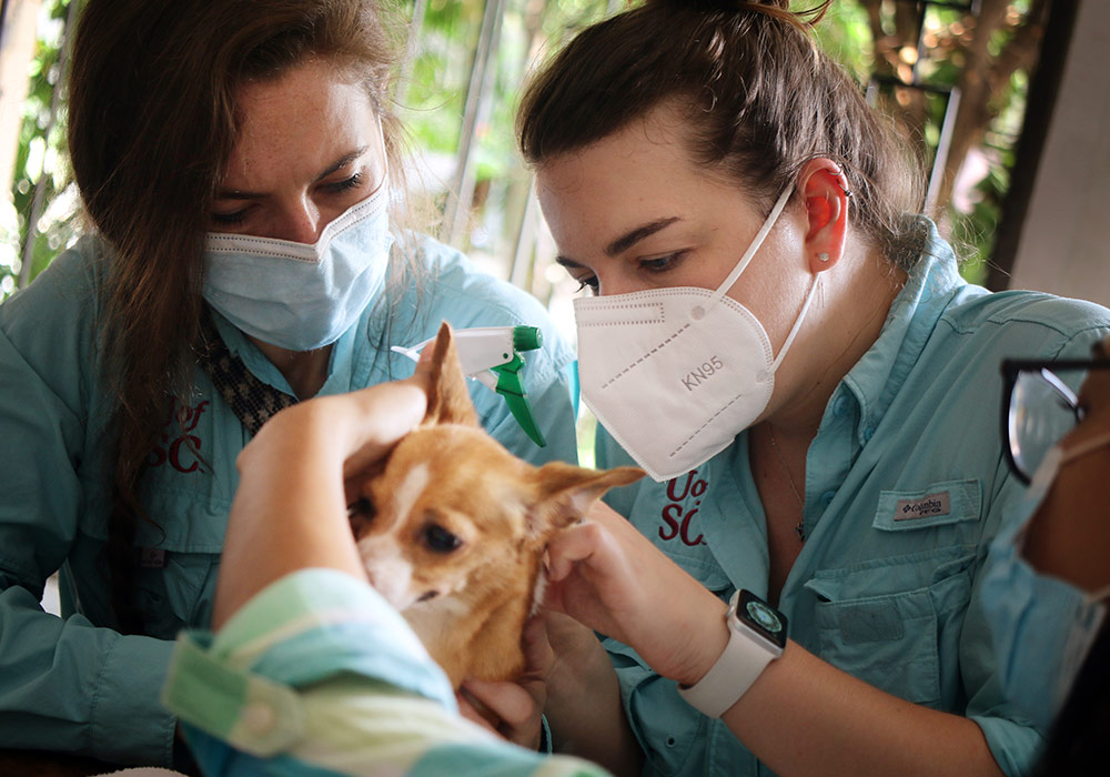 Two public health students wearing gloves and masks work together to take a tick off a dog for research.