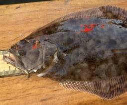 Close up image of a southern flounder (fish) on a measuring board.
