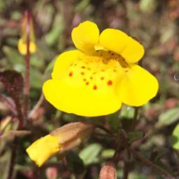 Toll lab_flower picture