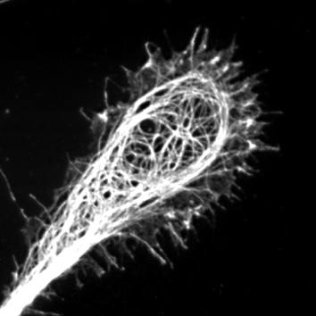 Weshhans Lab Profile Image