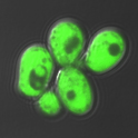 yeast cells